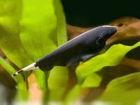 Knifefish